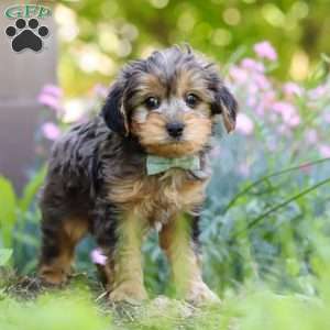 Lincoln, Yorkie Poo Puppy